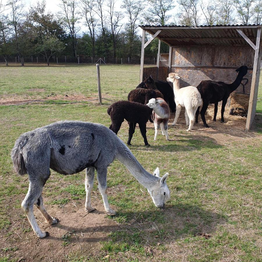 The Alpaca B&B Chalais  Exteriér fotografie