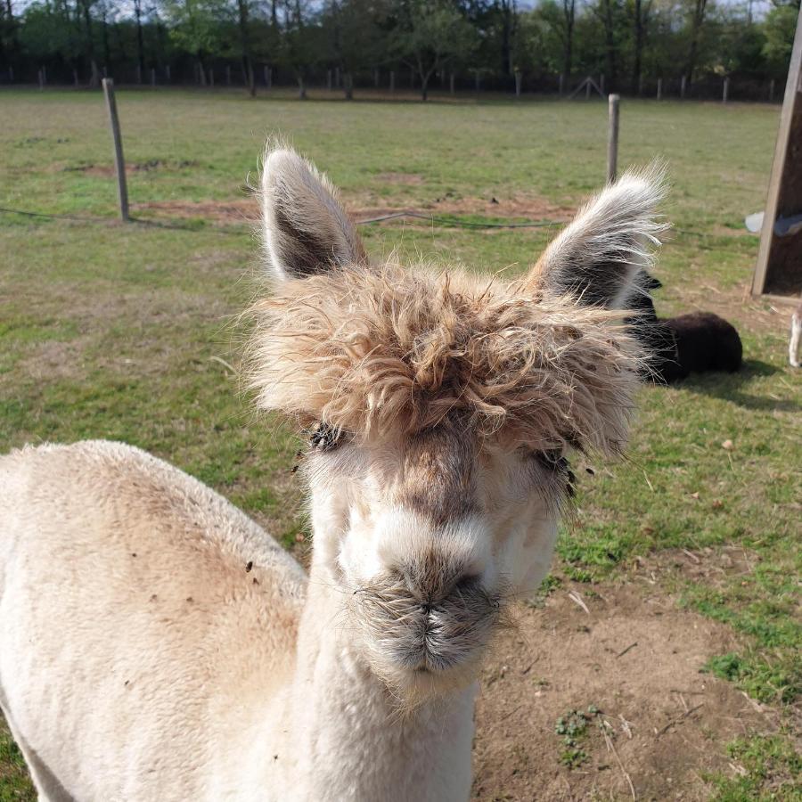 The Alpaca B&B Chalais  Exteriér fotografie
