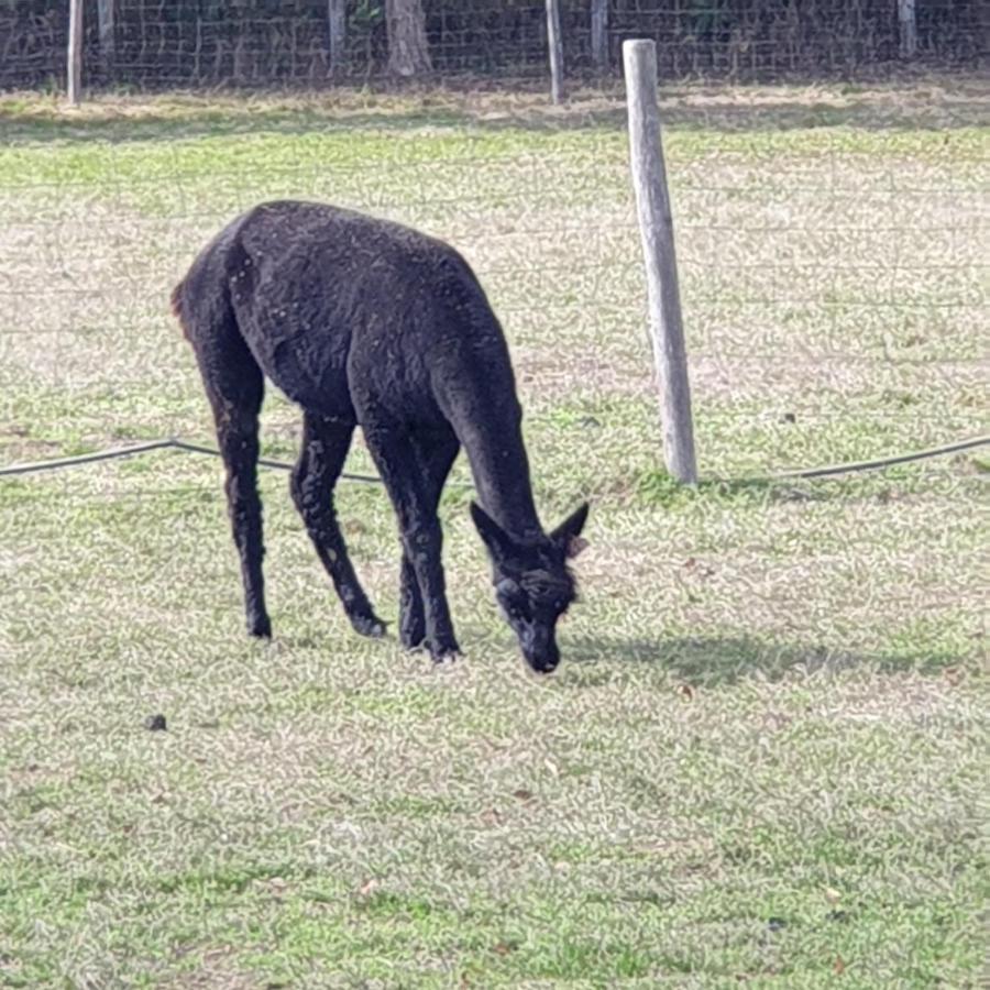 The Alpaca B&B Chalais  Exteriér fotografie
