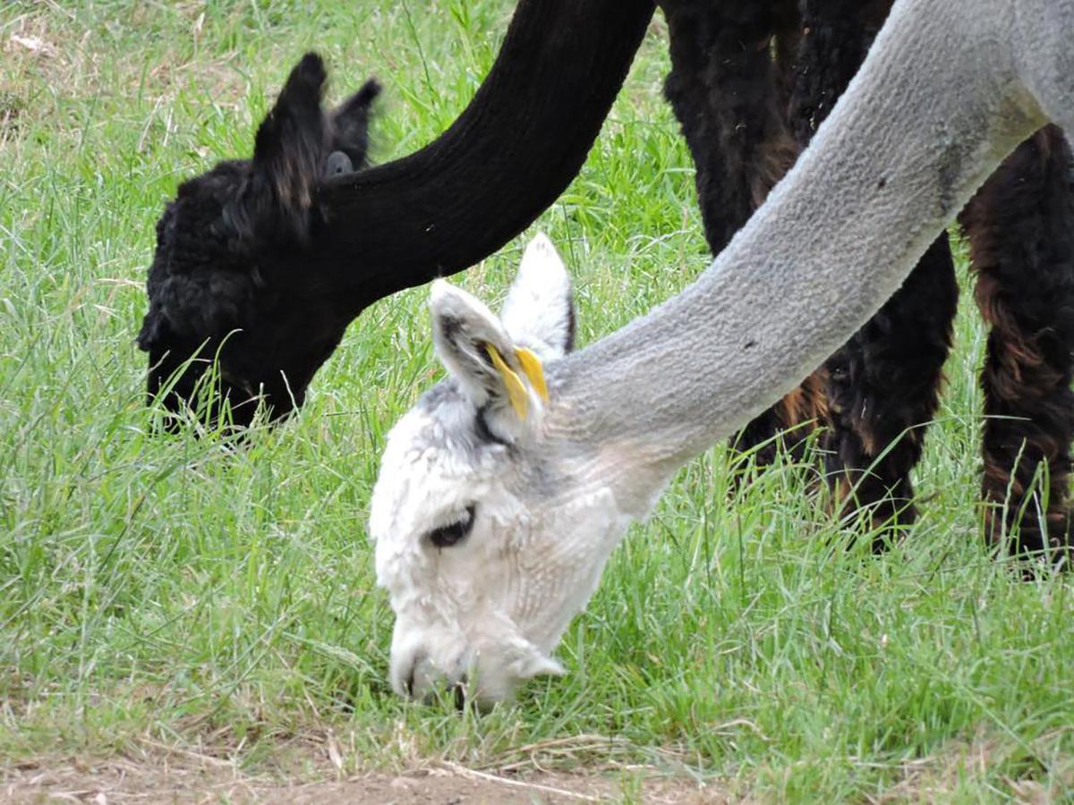 The Alpaca B&B Chalais  Exteriér fotografie
