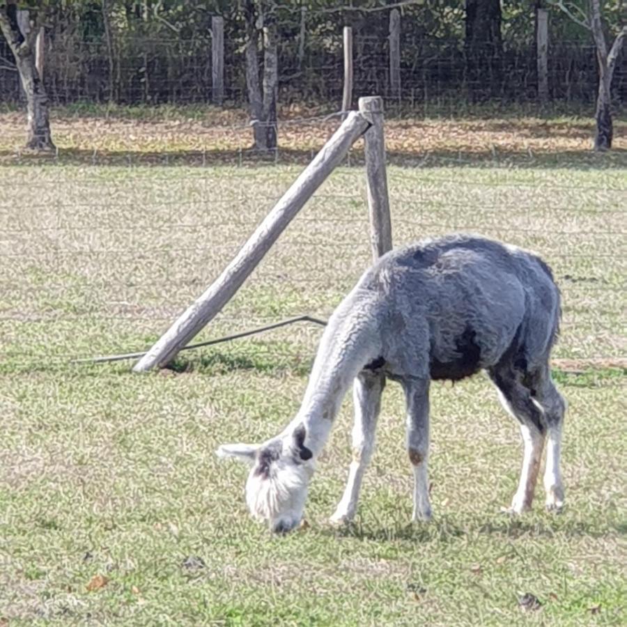 The Alpaca B&B Chalais  Exteriér fotografie