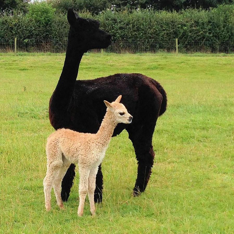 The Alpaca B&B Chalais  Exteriér fotografie